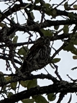 Northern Pygmy-Owl - ML641680450