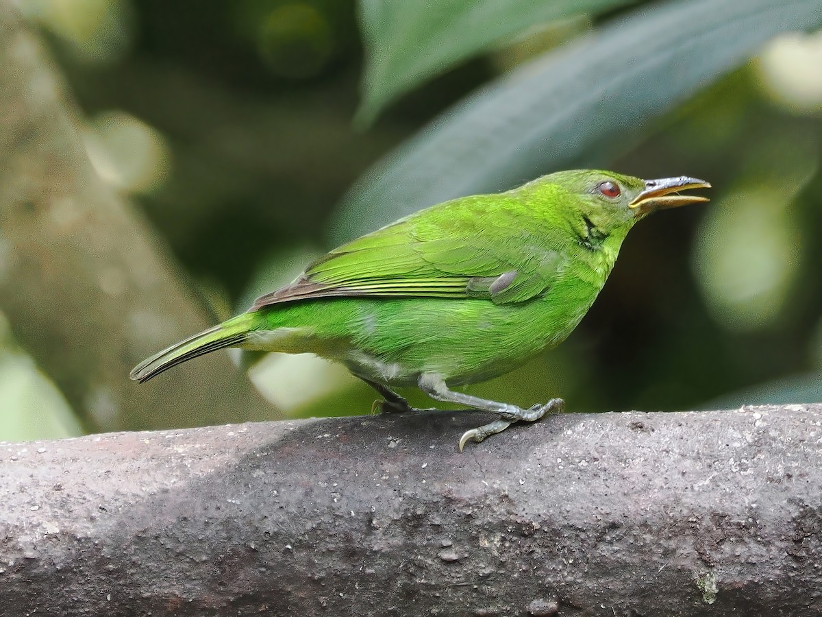 Green Honeycreeper - ML641680461