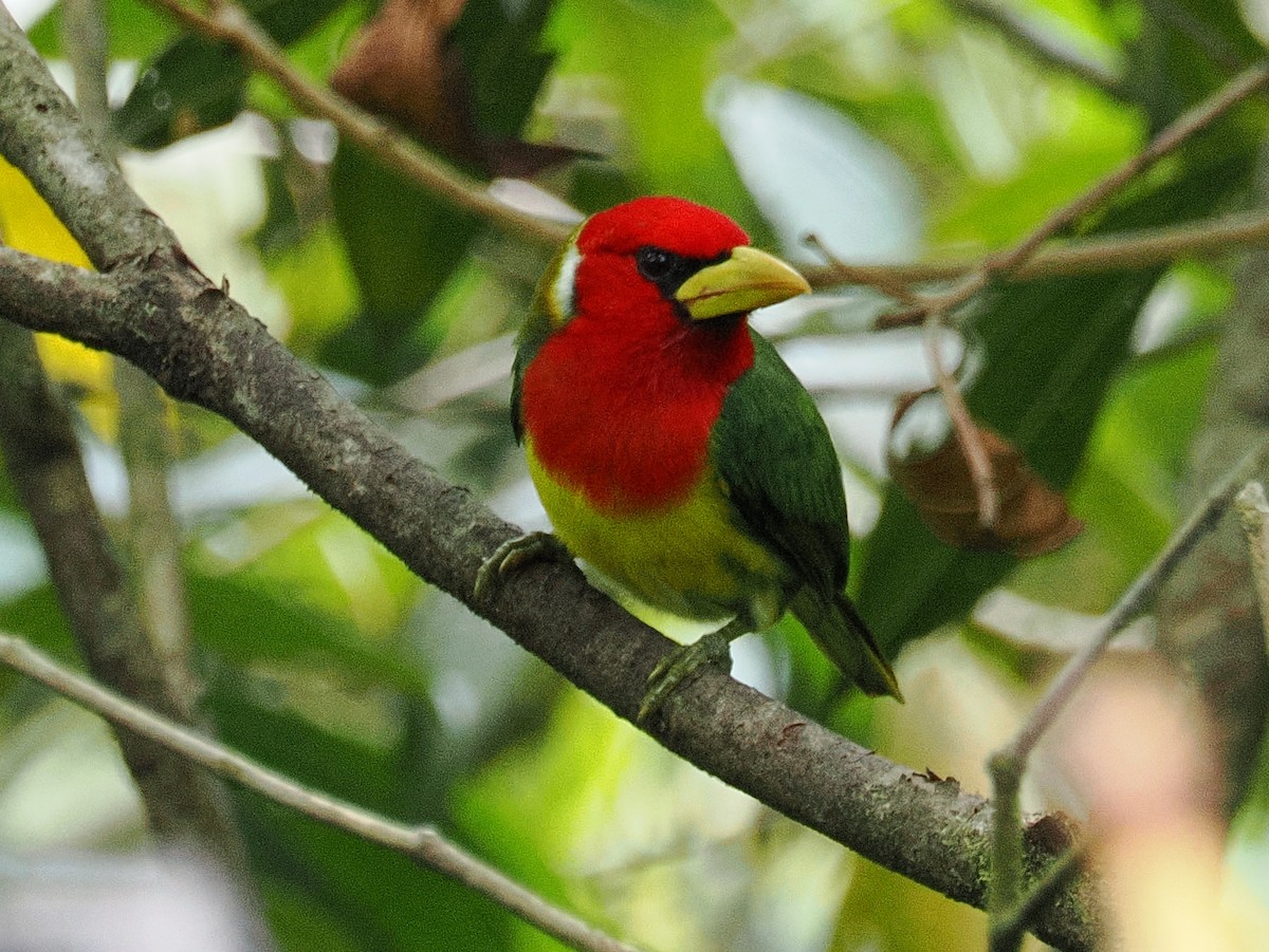 Red-headed Barbet - ML641680505