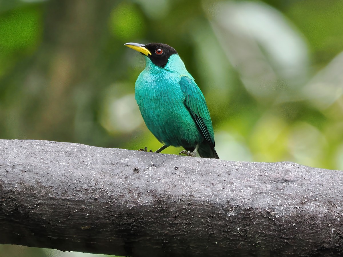 Green Honeycreeper - ML641680540