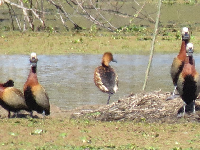 Dendrocygne veuf - ML641680563