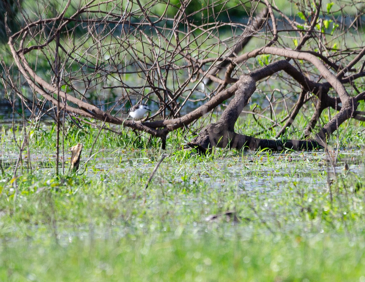 Black-backed Water-Tyrant - ML641680575