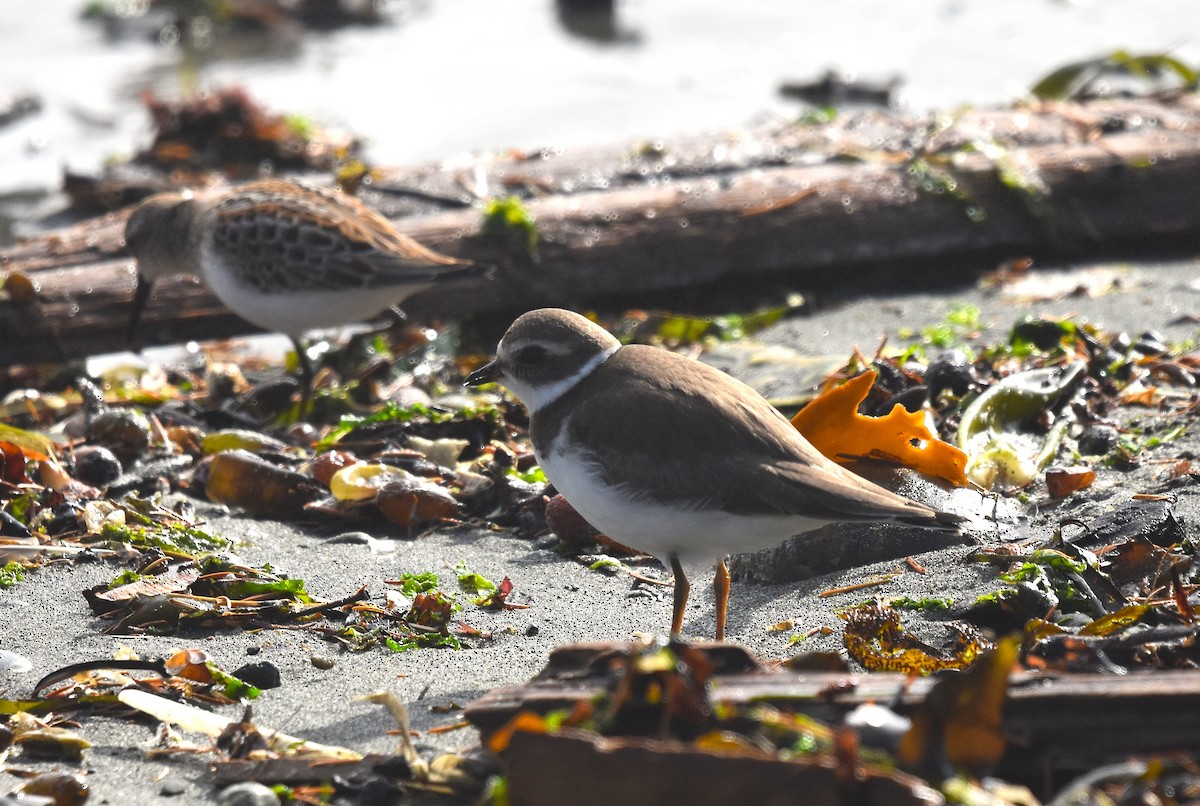 Semipalmated Plover - ML641680588