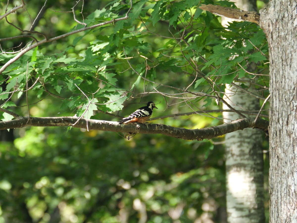 White-backed Woodpecker - ML641680595