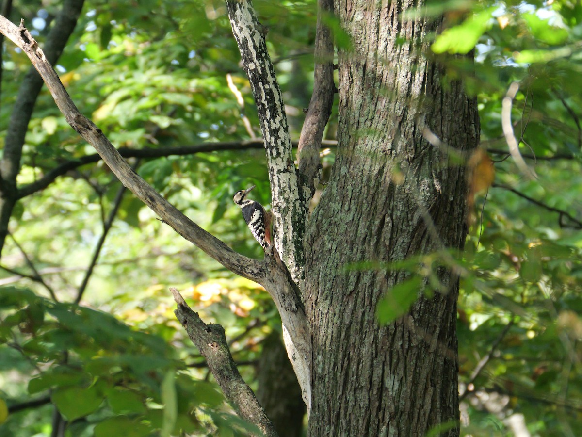 White-backed Woodpecker - ML641680596