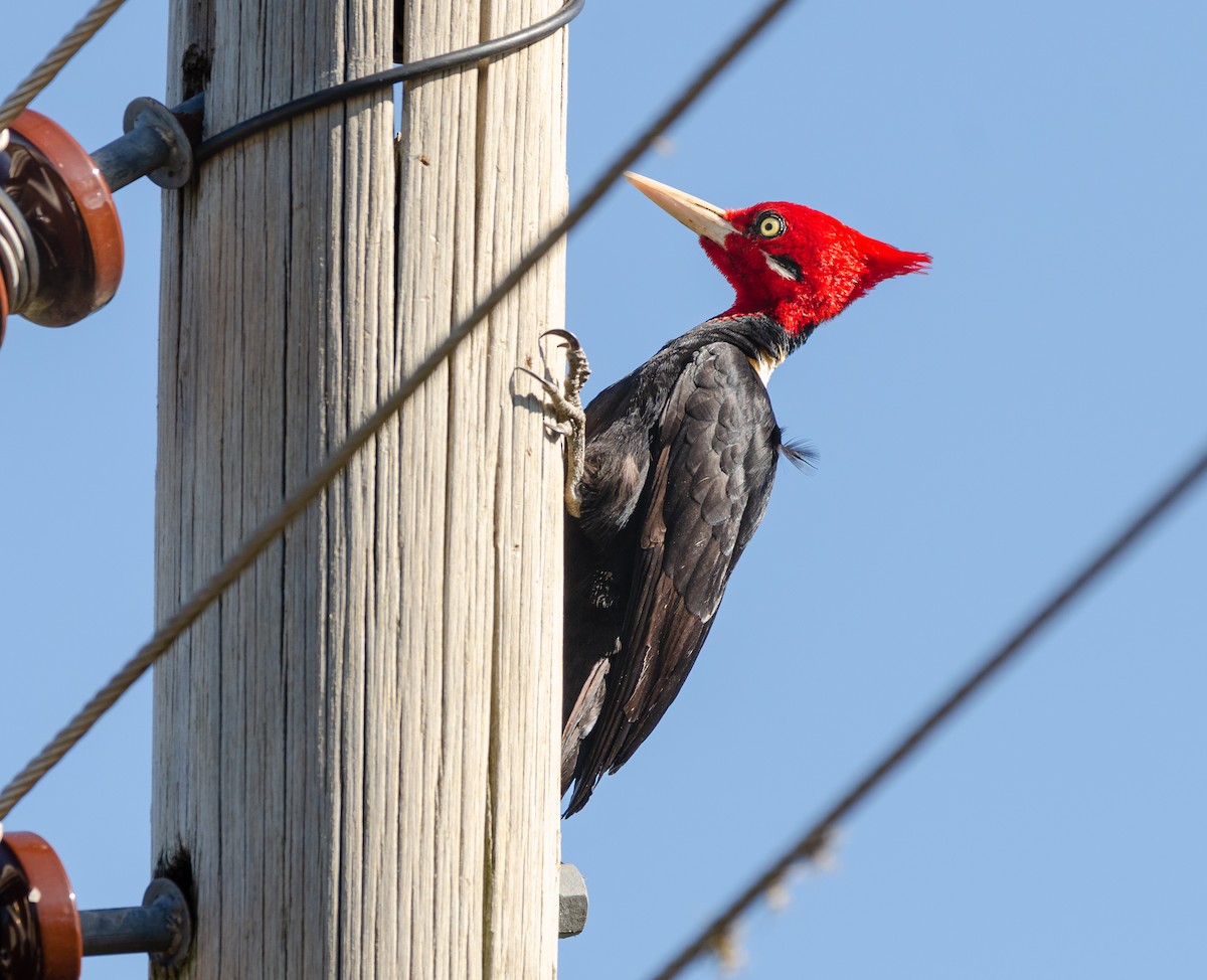 Cream-backed Woodpecker - ML641680659