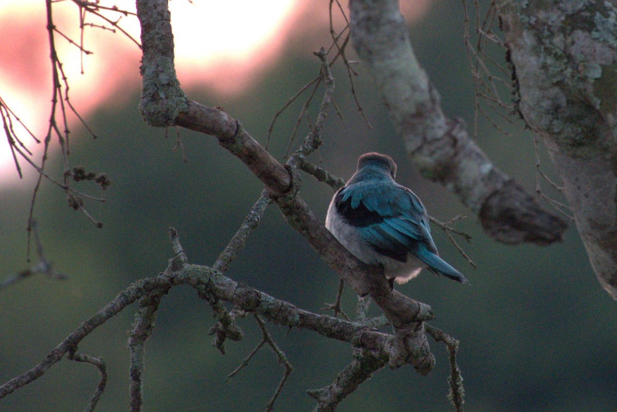 Woodland Kingfisher - ML641680661