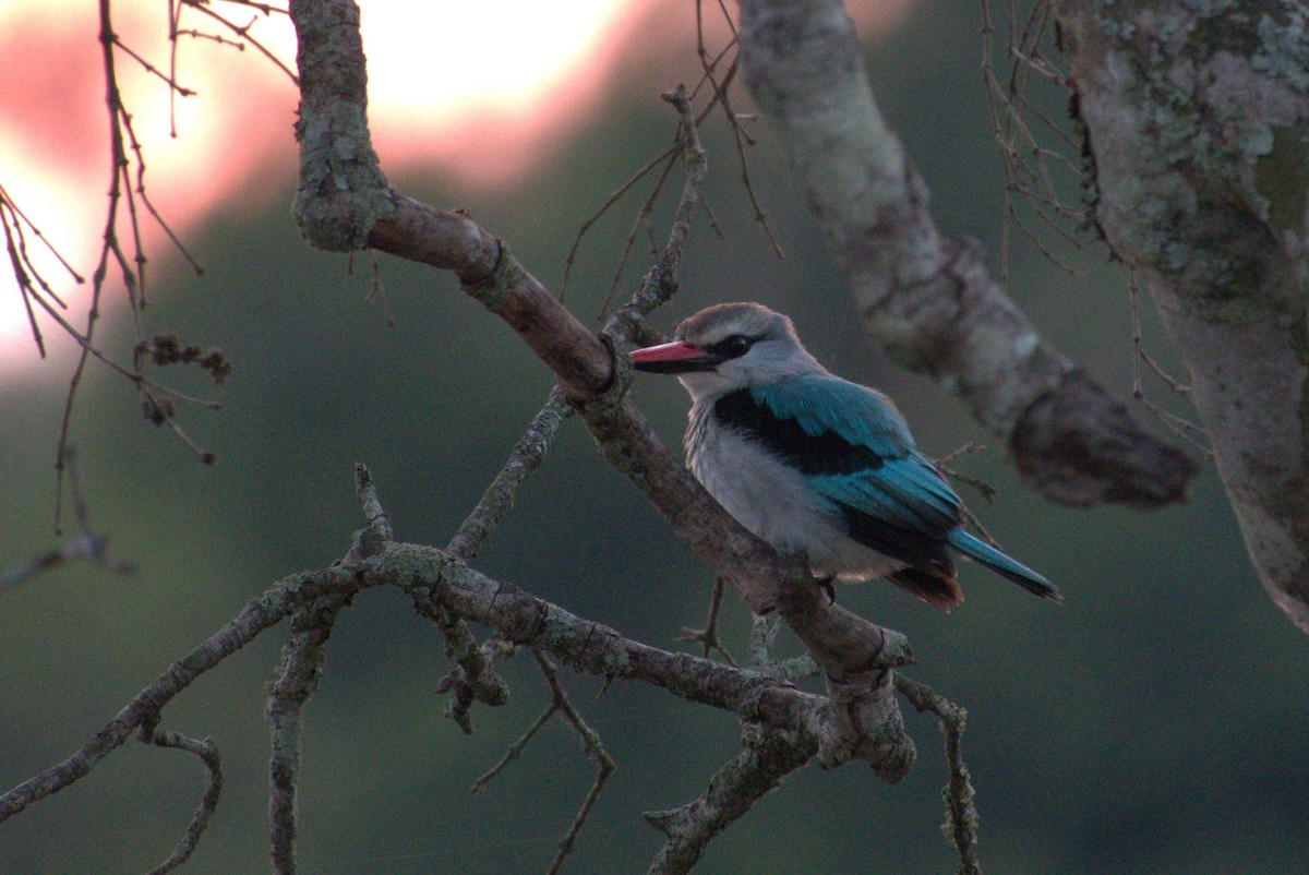 Woodland Kingfisher - ML641680662