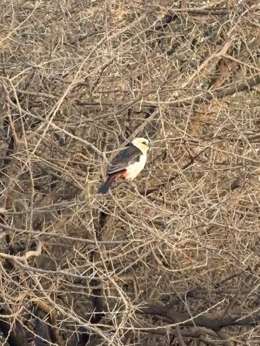 White-headed Buffalo-Weaver - ML641680683