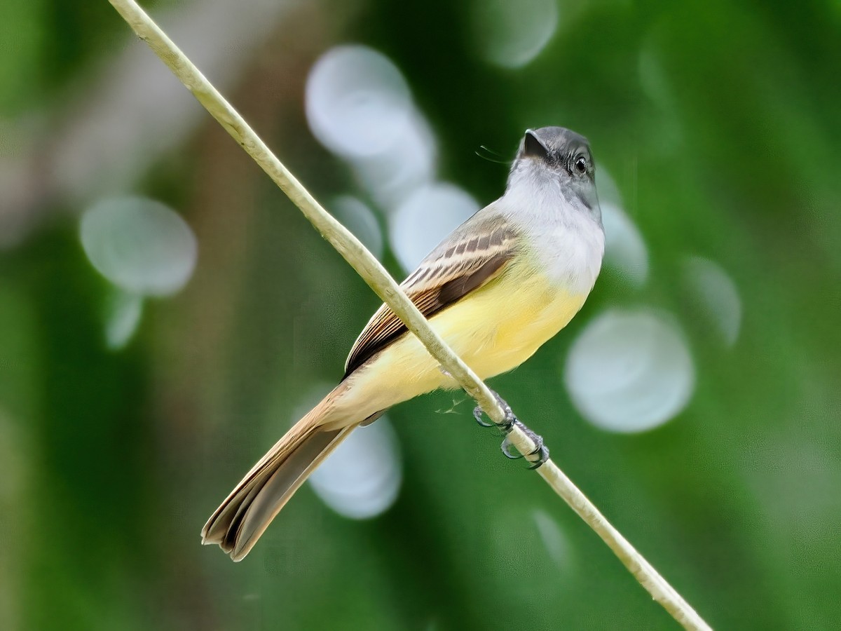 Dusky-capped Flycatcher - ML641680712