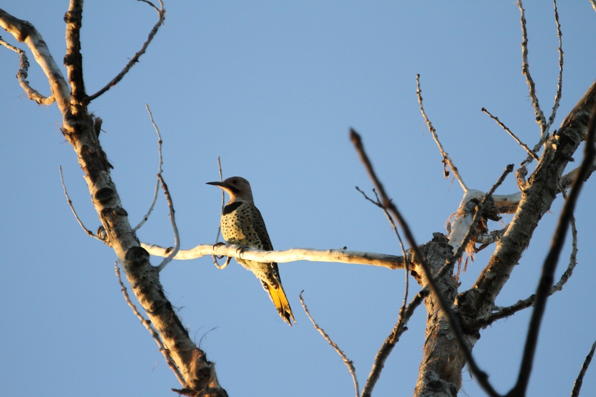 Northern Flicker (Yellow-shafted) - ML641680744