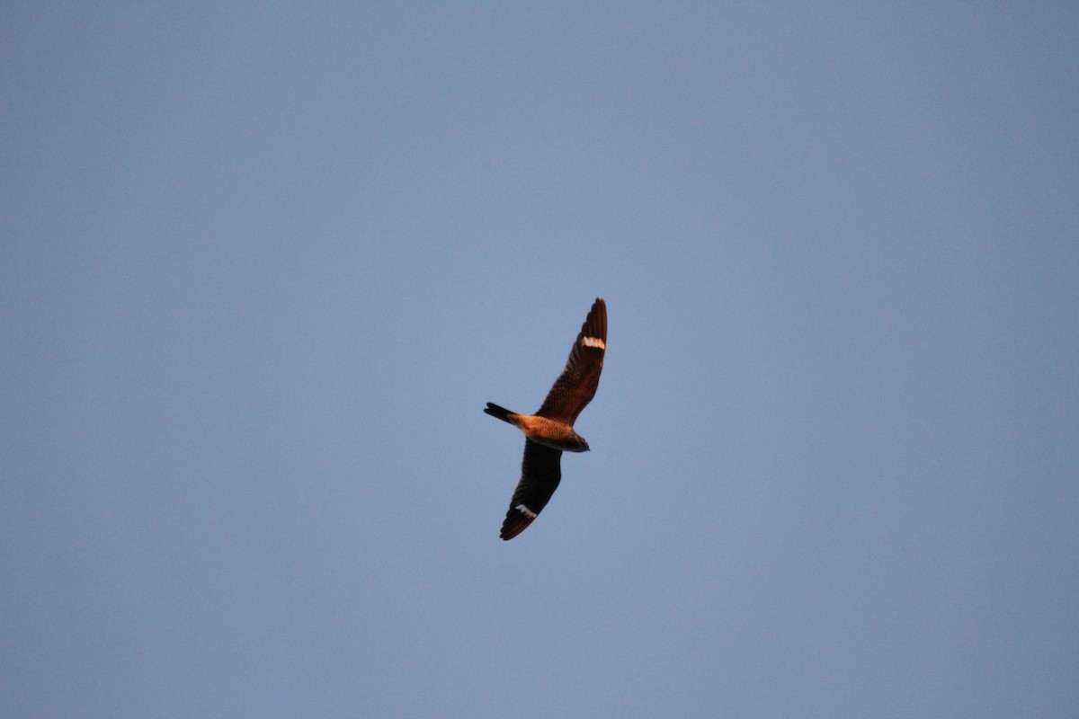 Common Nighthawk - ML641680746