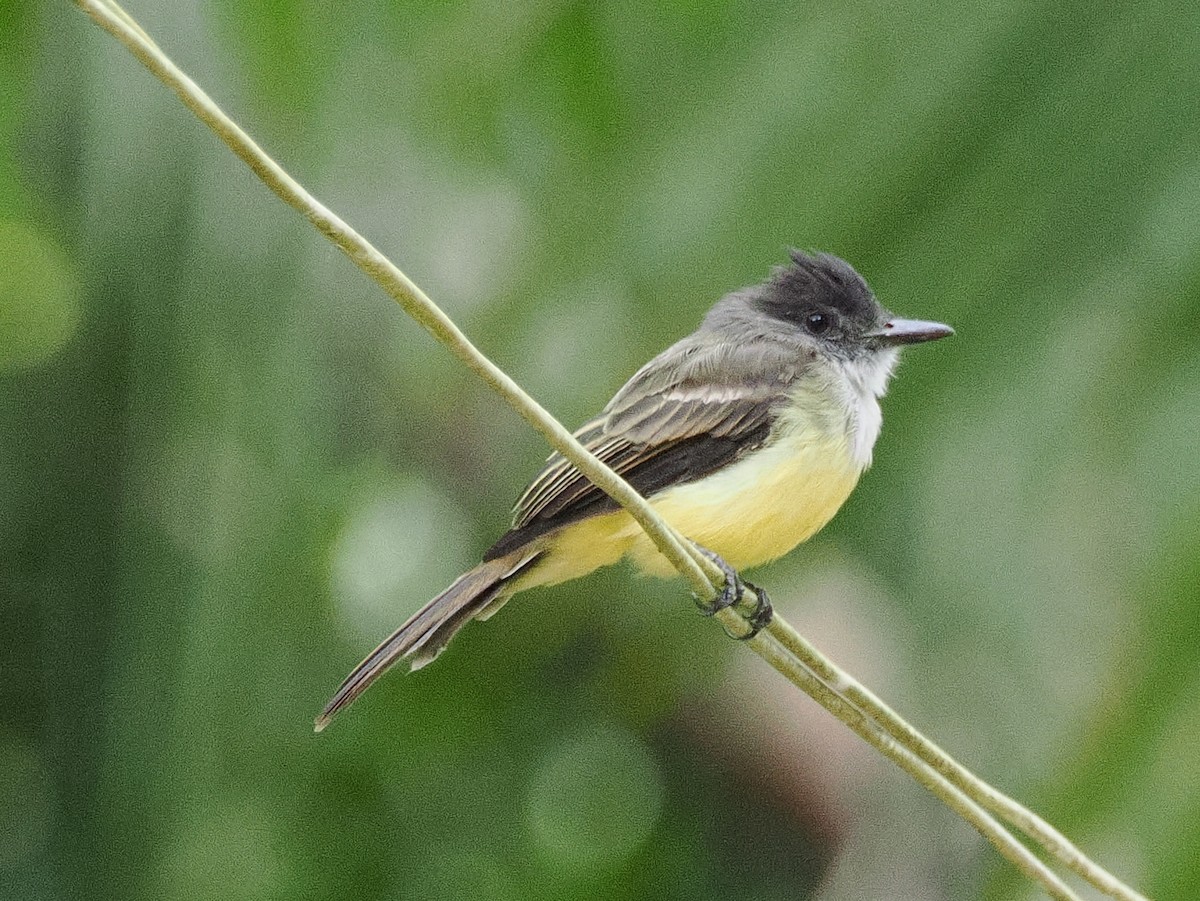 Dusky-capped Flycatcher - ML641680754