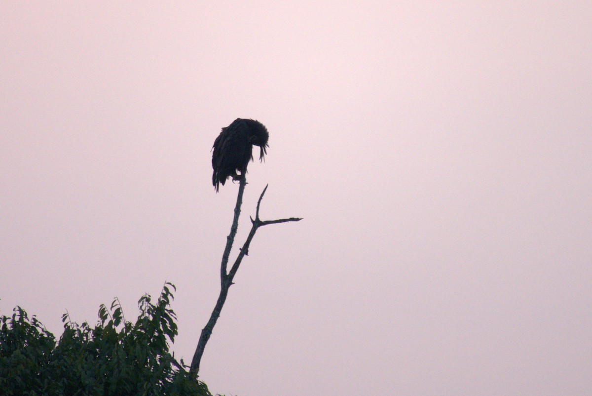 Long-crested Eagle - ML641680761
