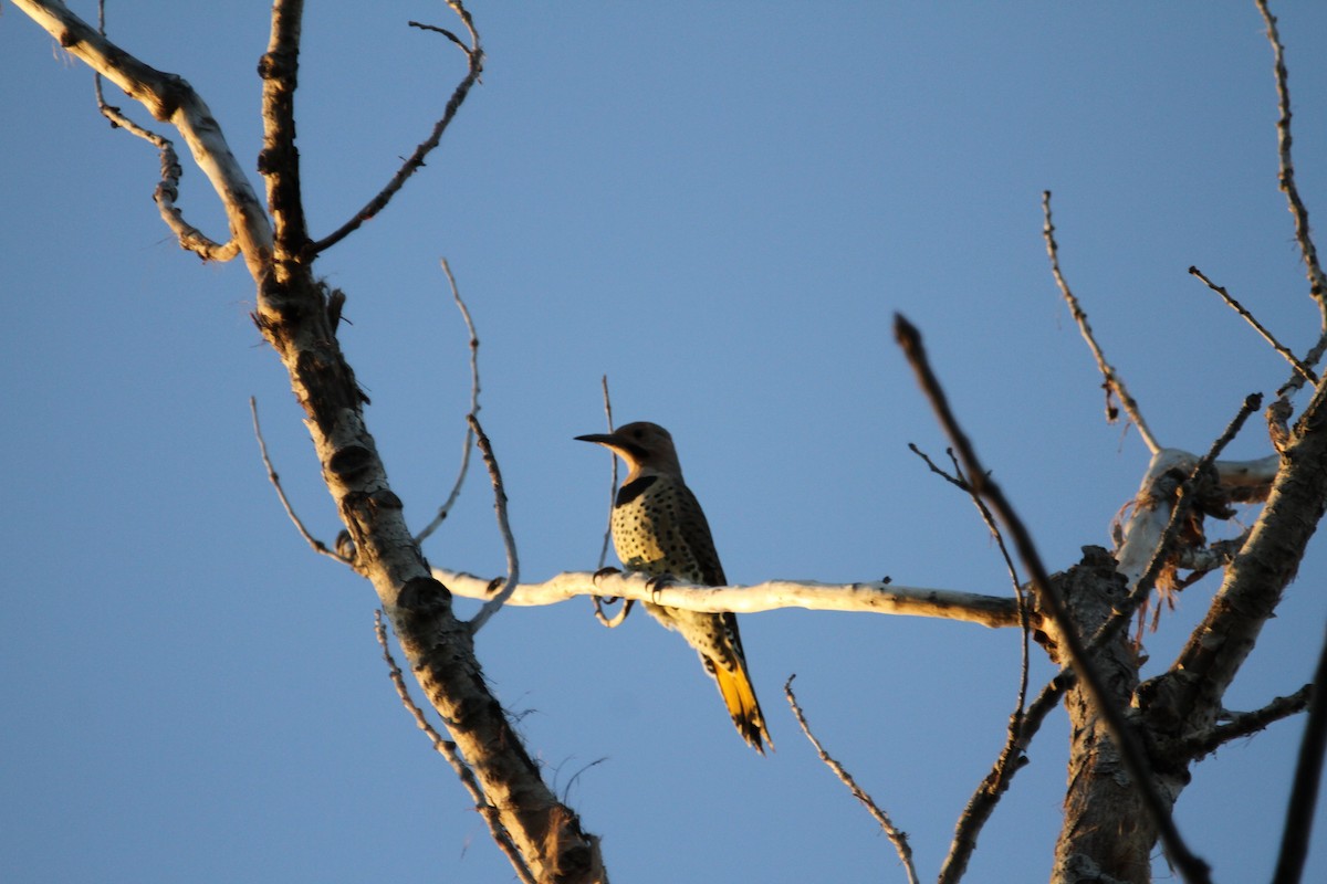 Northern Flicker (Yellow-shafted) - ML641680764
