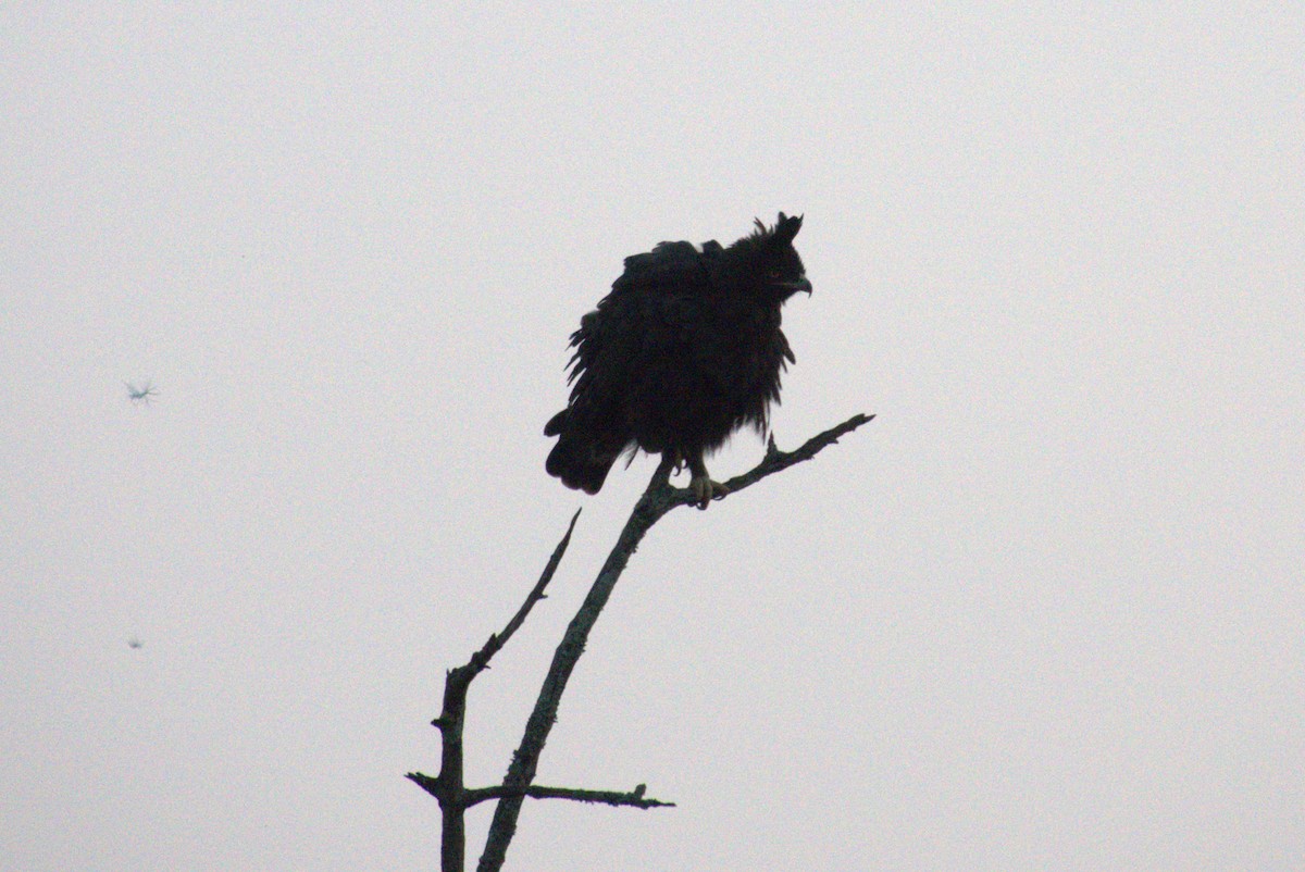 Long-crested Eagle - ML641680765