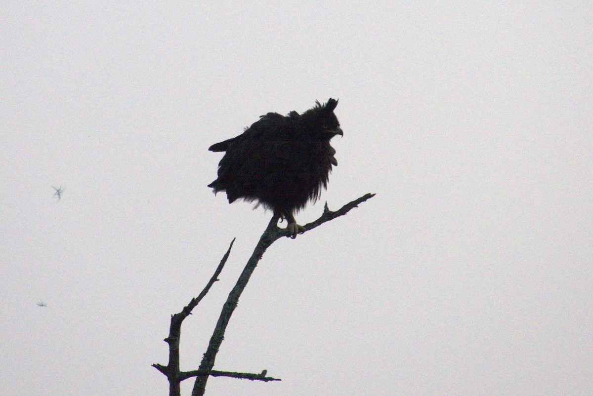 Long-crested Eagle - ML641680767