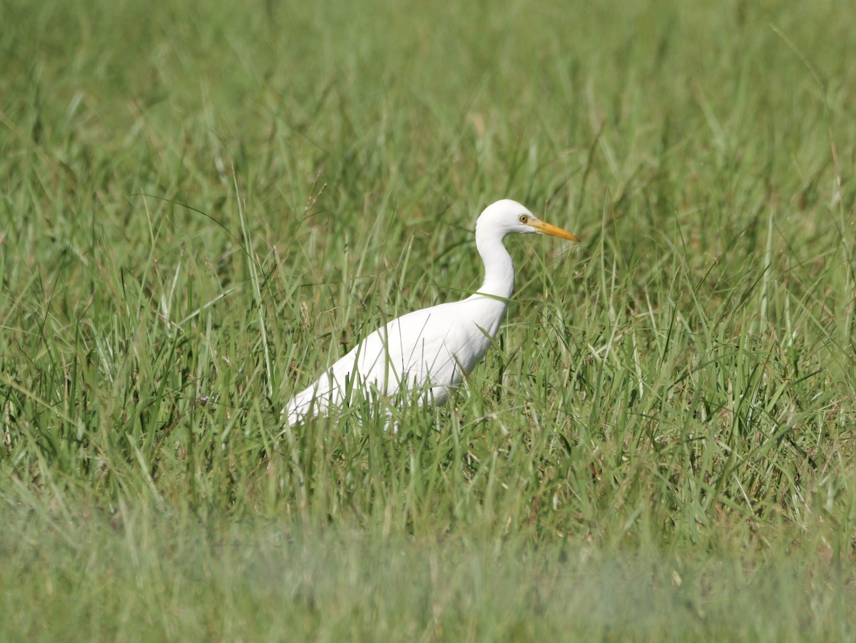 Western Cattle-Egret - ML641680808