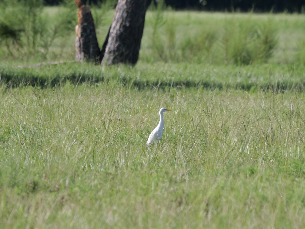 Western Cattle-Egret - ML641680809
