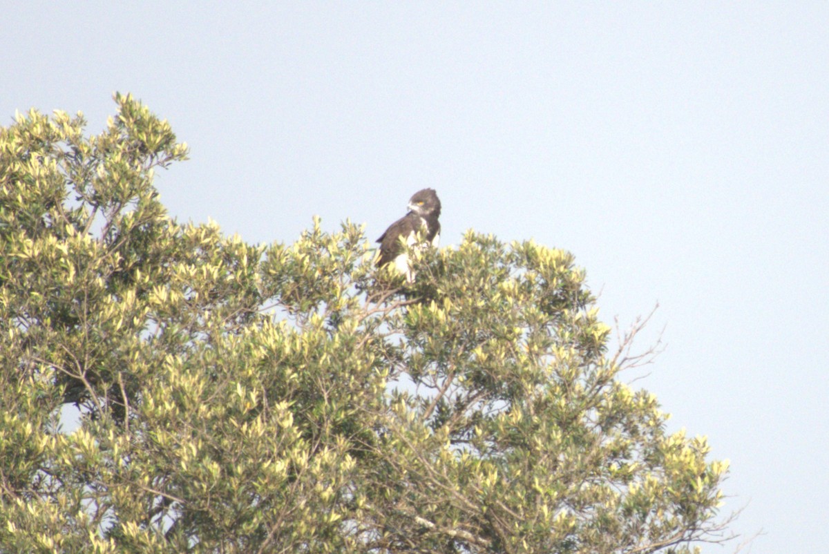 Black-chested Snake-Eagle - ML641680810
