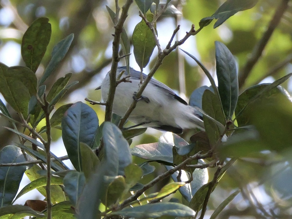 Blue-gray Gnatcatcher (Eastern) - ML641680816