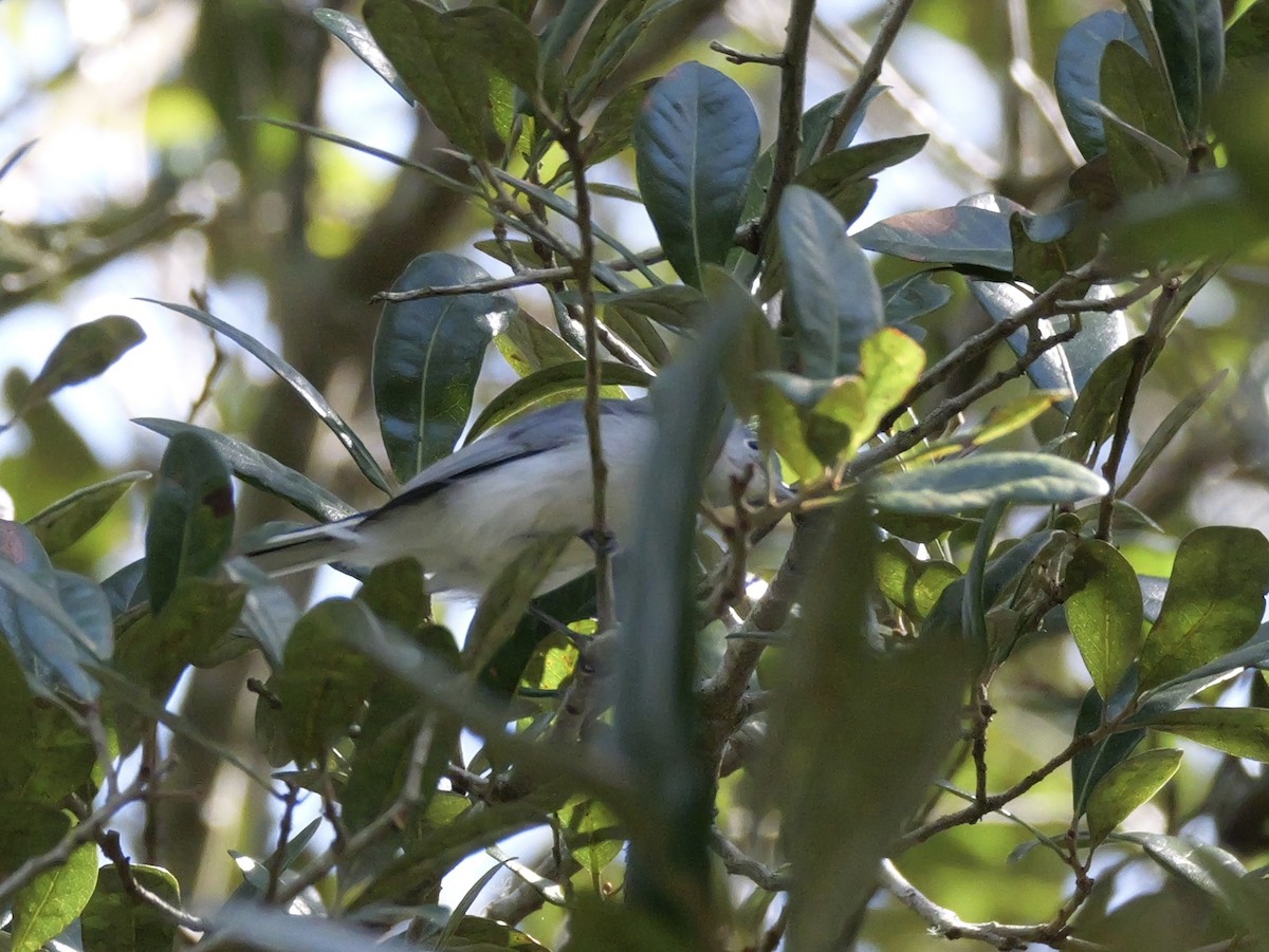 Blue-gray Gnatcatcher (Eastern) - ML641680817