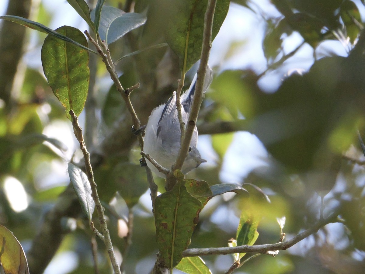 Blue-gray Gnatcatcher (Eastern) - ML641680818