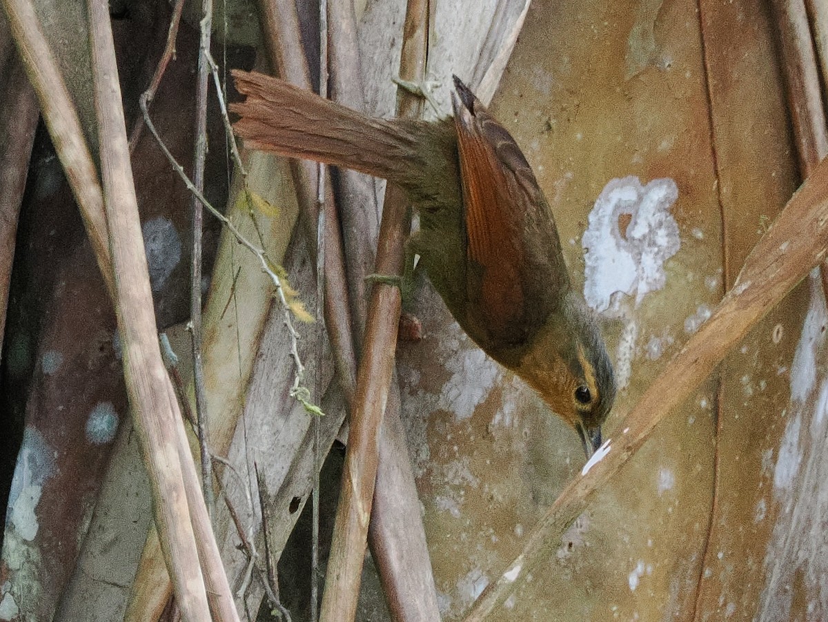 Buff-fronted Foliage-gleaner - ML641680821