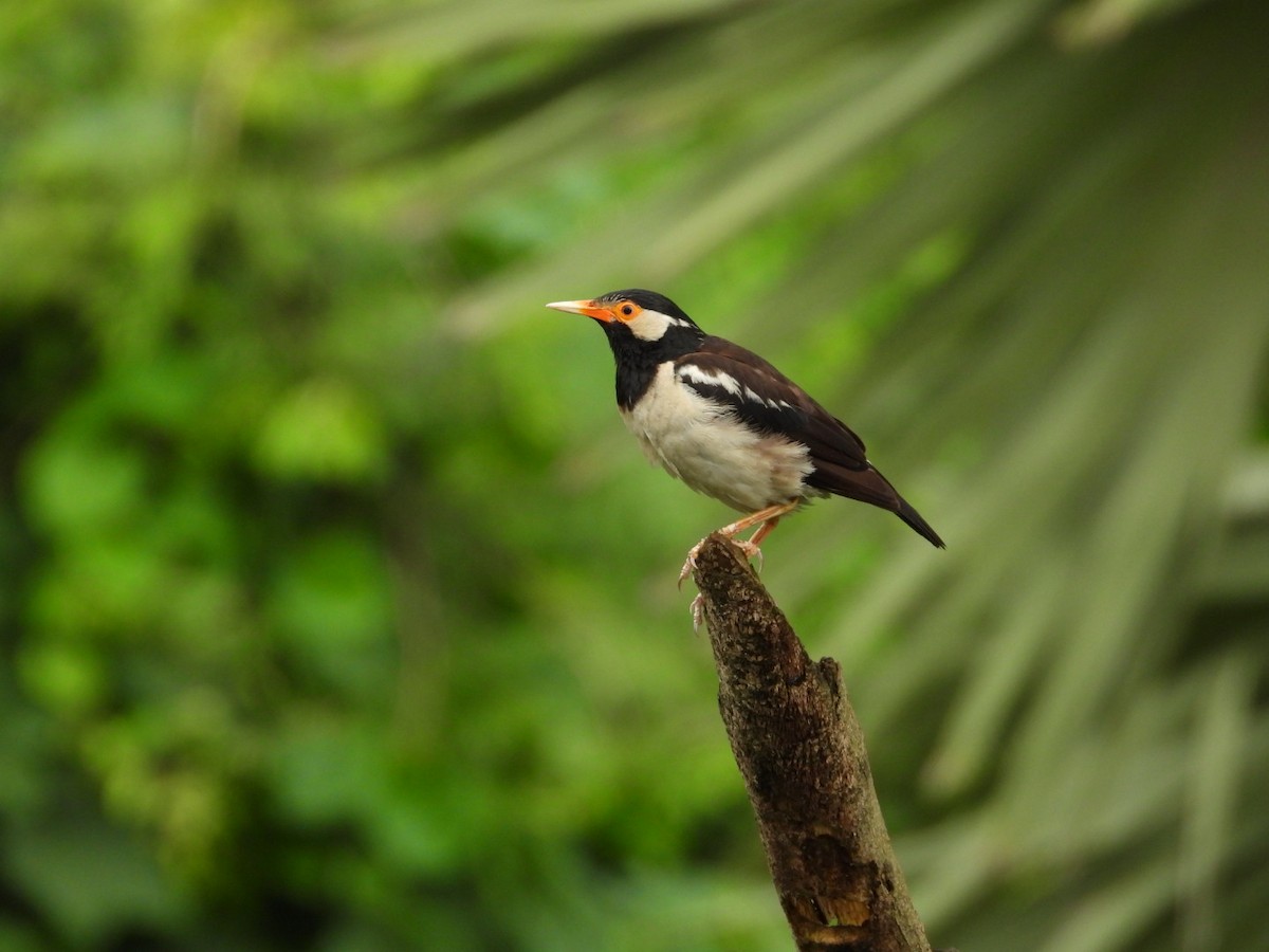 Indian Pied Starling - ML641680822