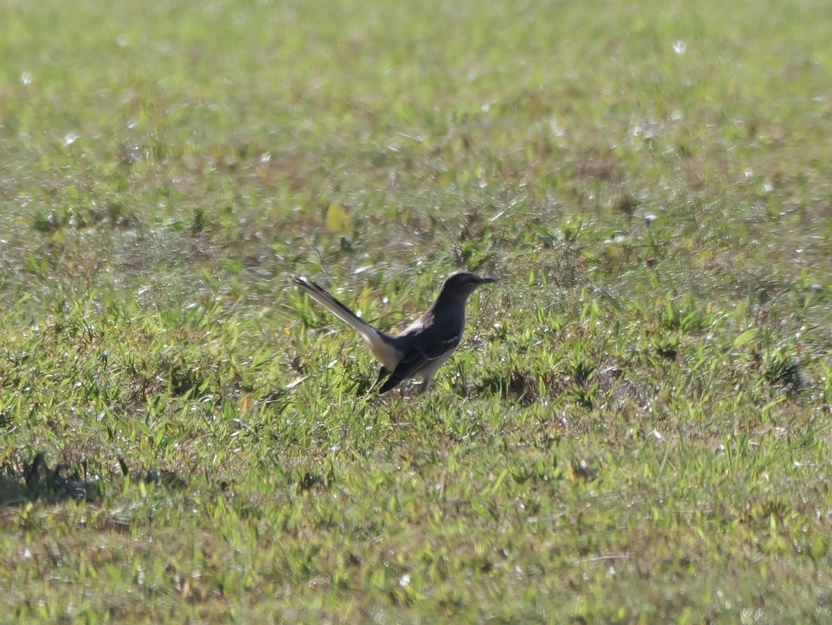 Northern Mockingbird - ML641680829