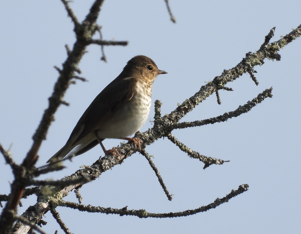 Swainson's Thrush - ML641680839