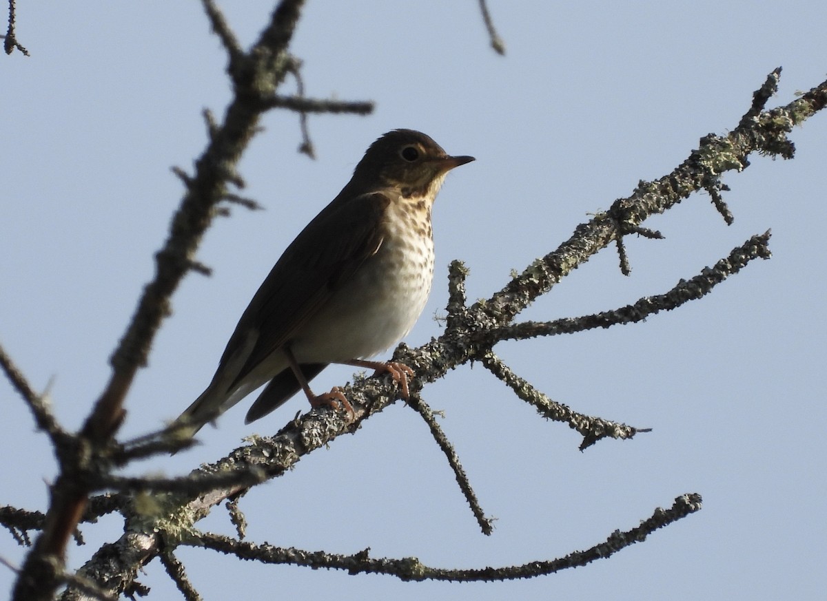Swainson's Thrush - ML641680840