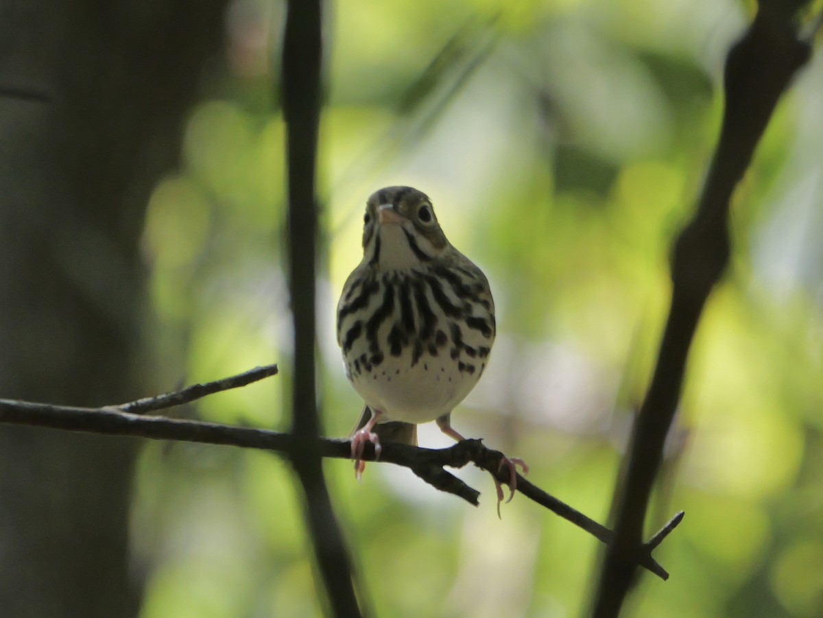 Ovenbird - ML641680852