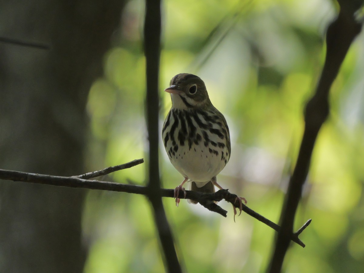 Ovenbird - ML641680853