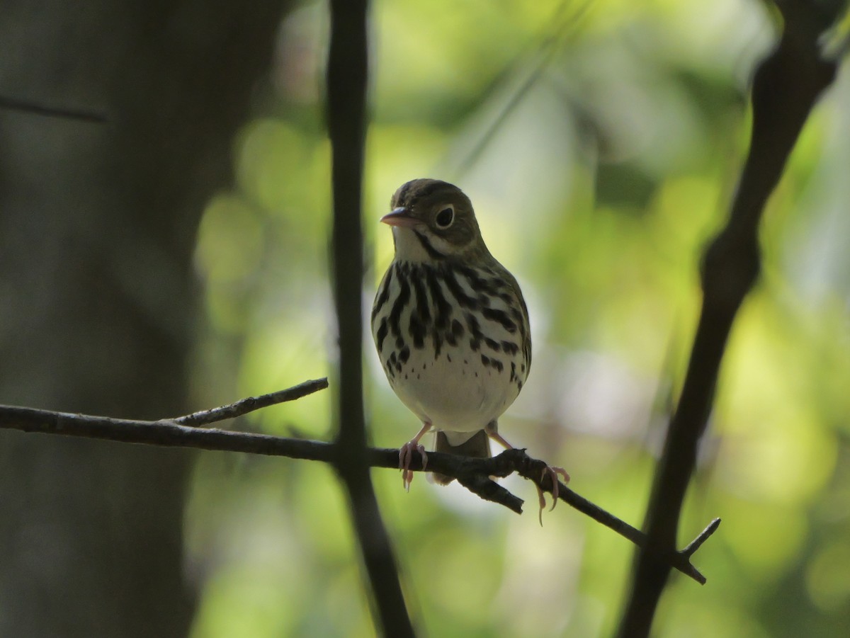 Ovenbird - ML641680854