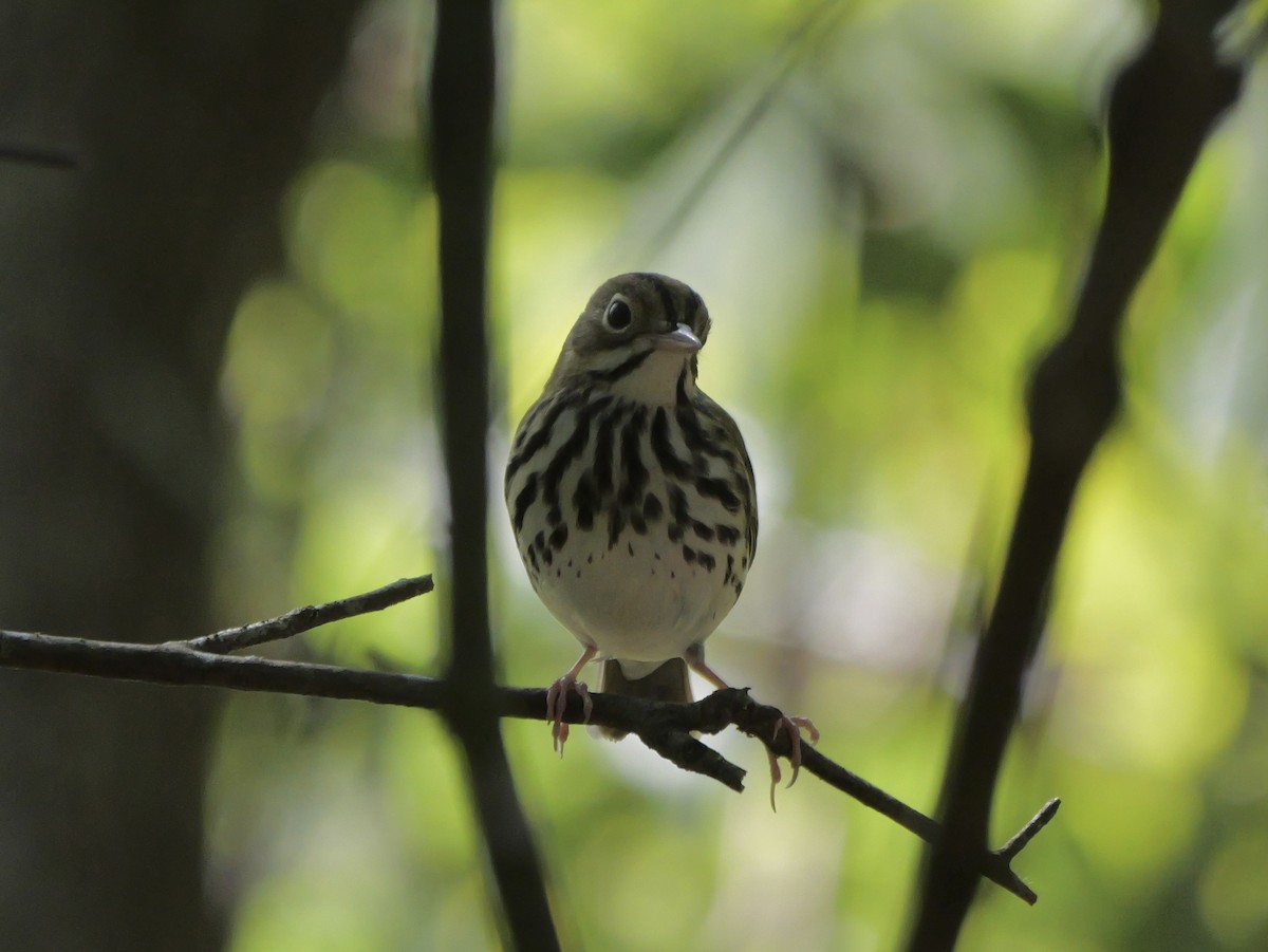 Ovenbird - ML641680855