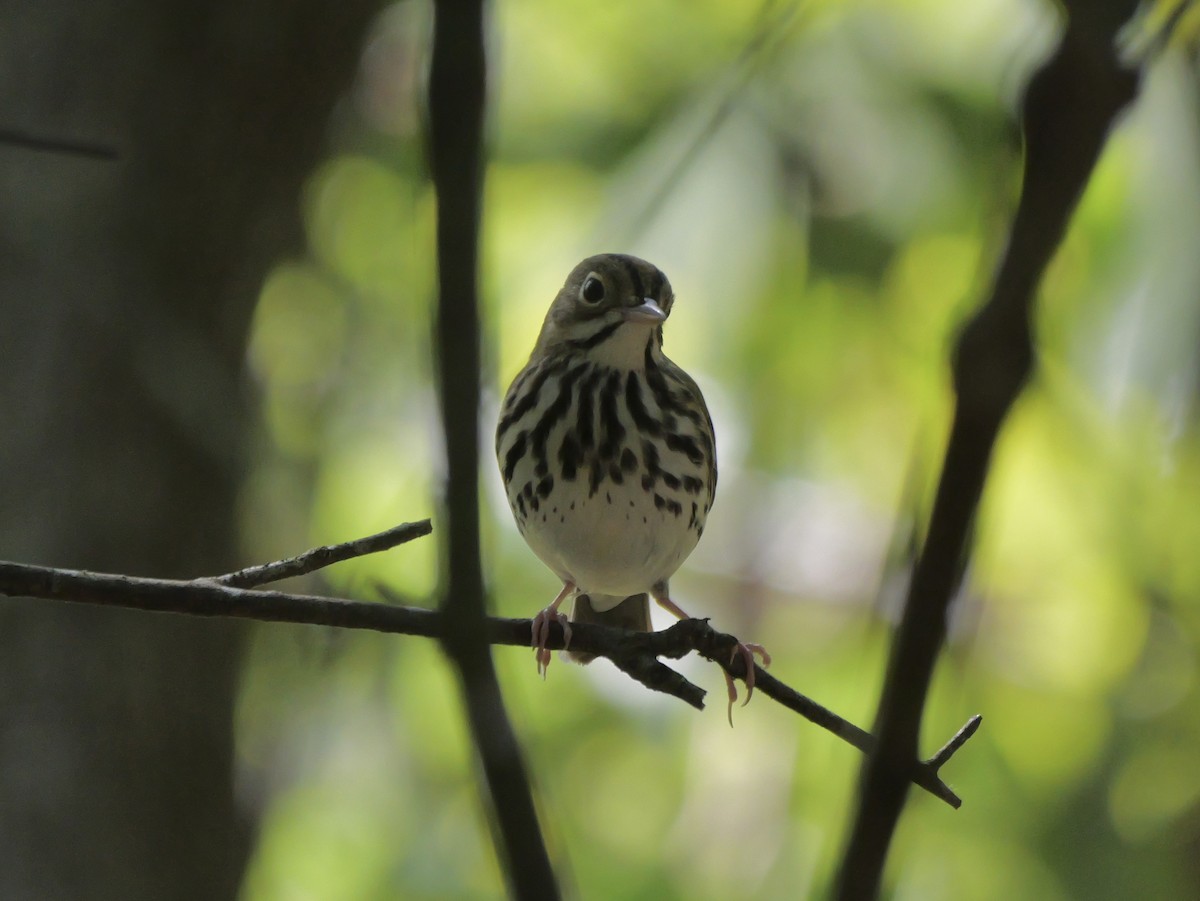 Ovenbird - ML641680856