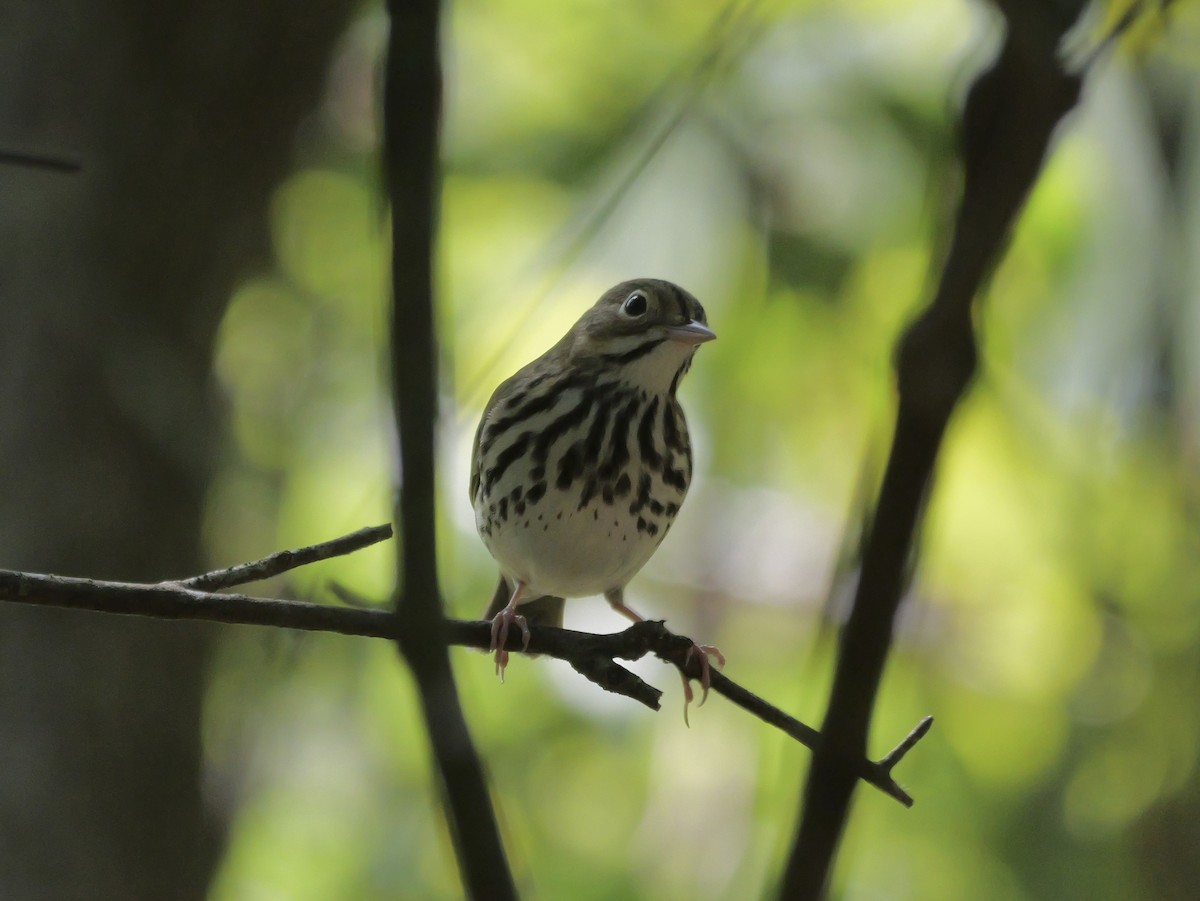 Ovenbird - ML641680857