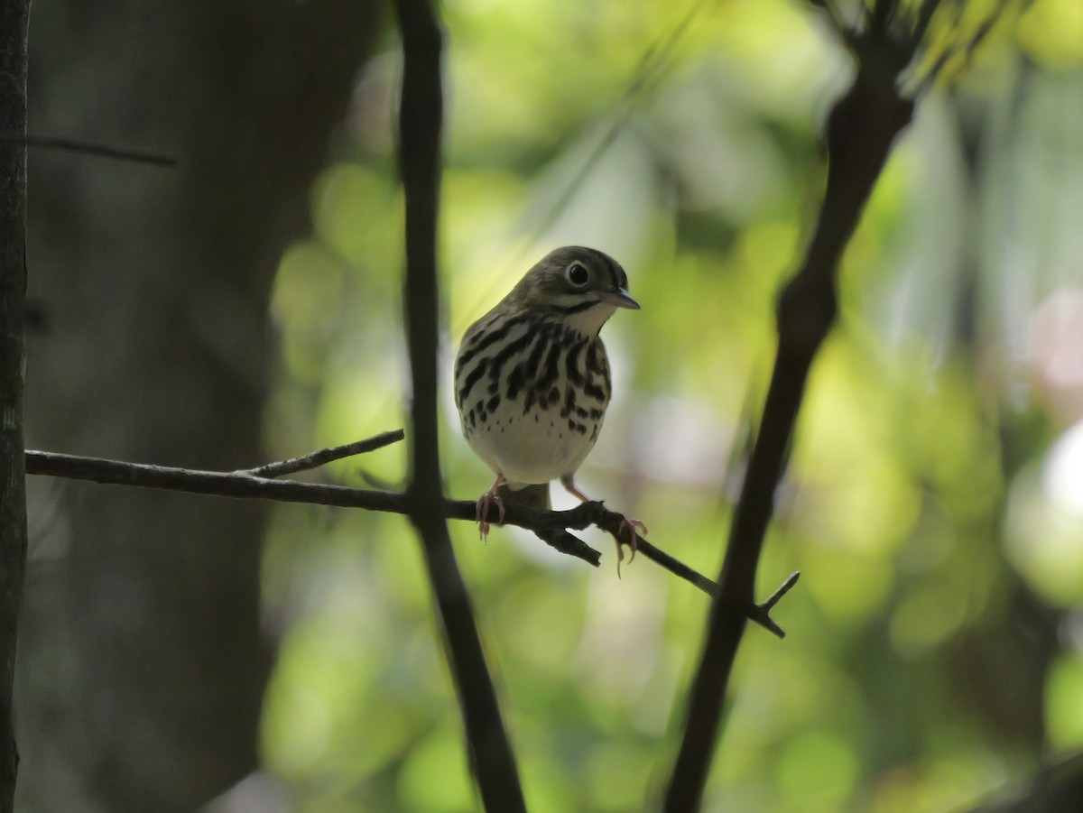Ovenbird - ML641680858