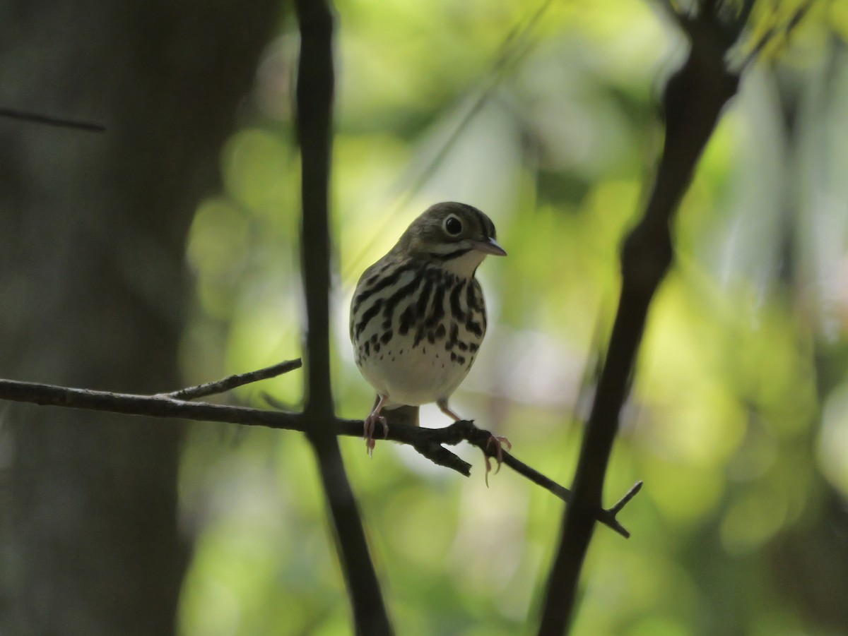 Ovenbird - ML641680859