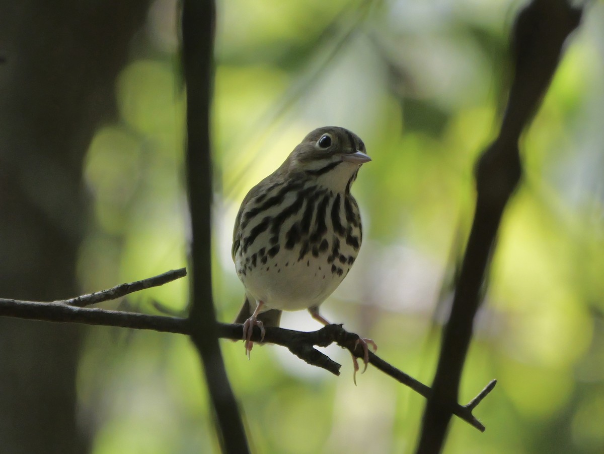 Ovenbird - ML641680860