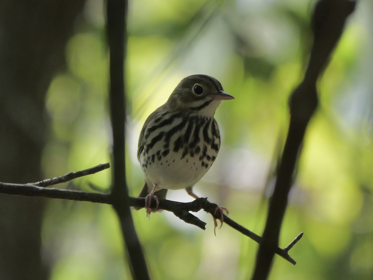 Ovenbird - ML641680861