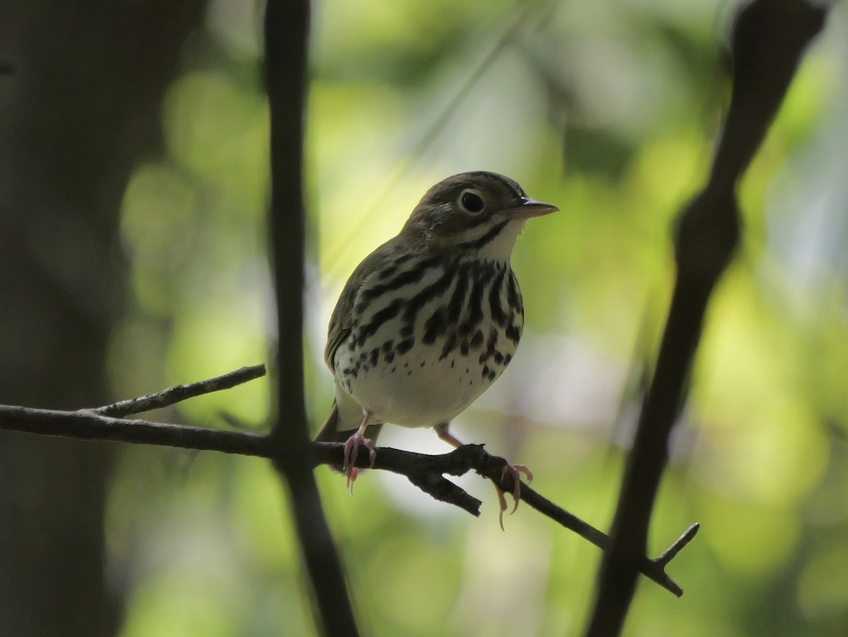 Ovenbird - ML641680862