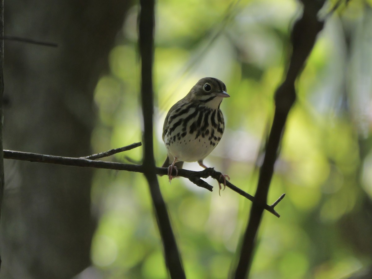 Ovenbird - ML641680864