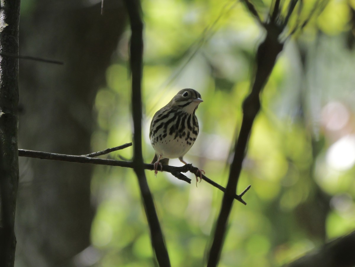 Ovenbird - ML641680865