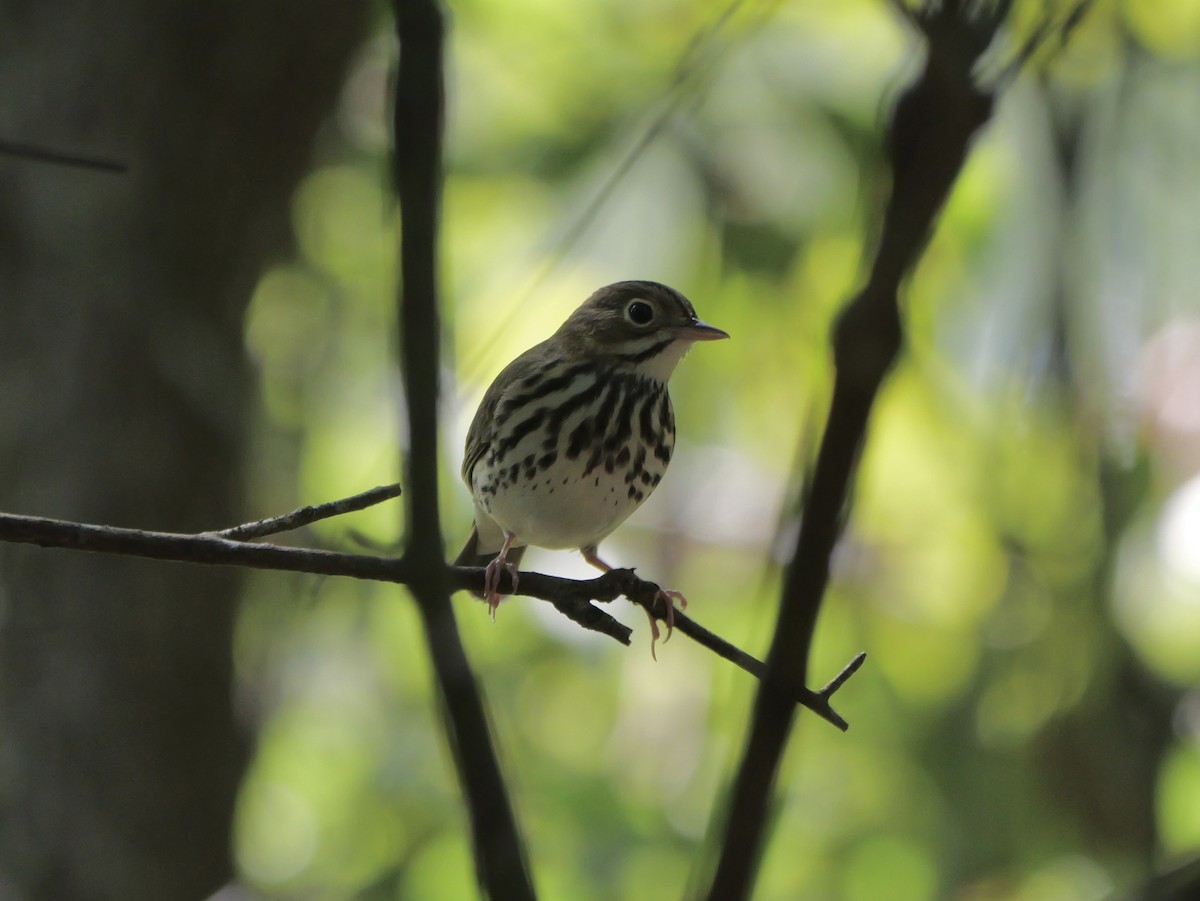Ovenbird - ML641680866