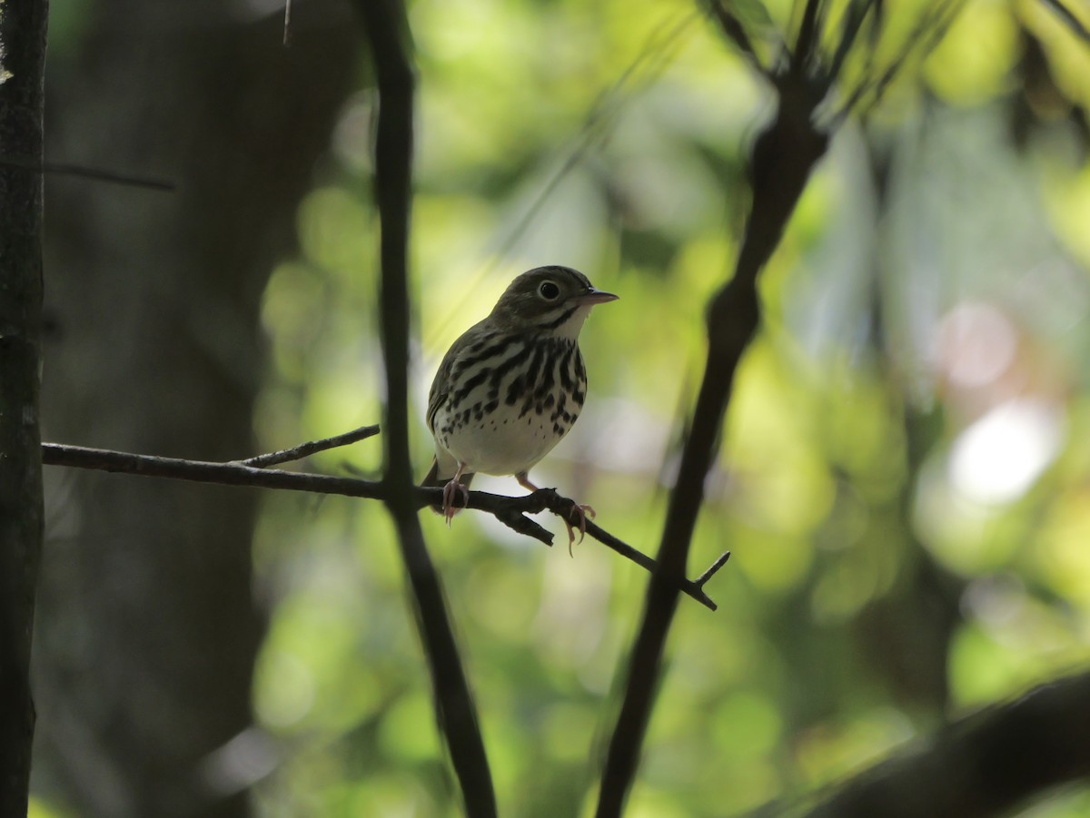 Ovenbird - ML641680868