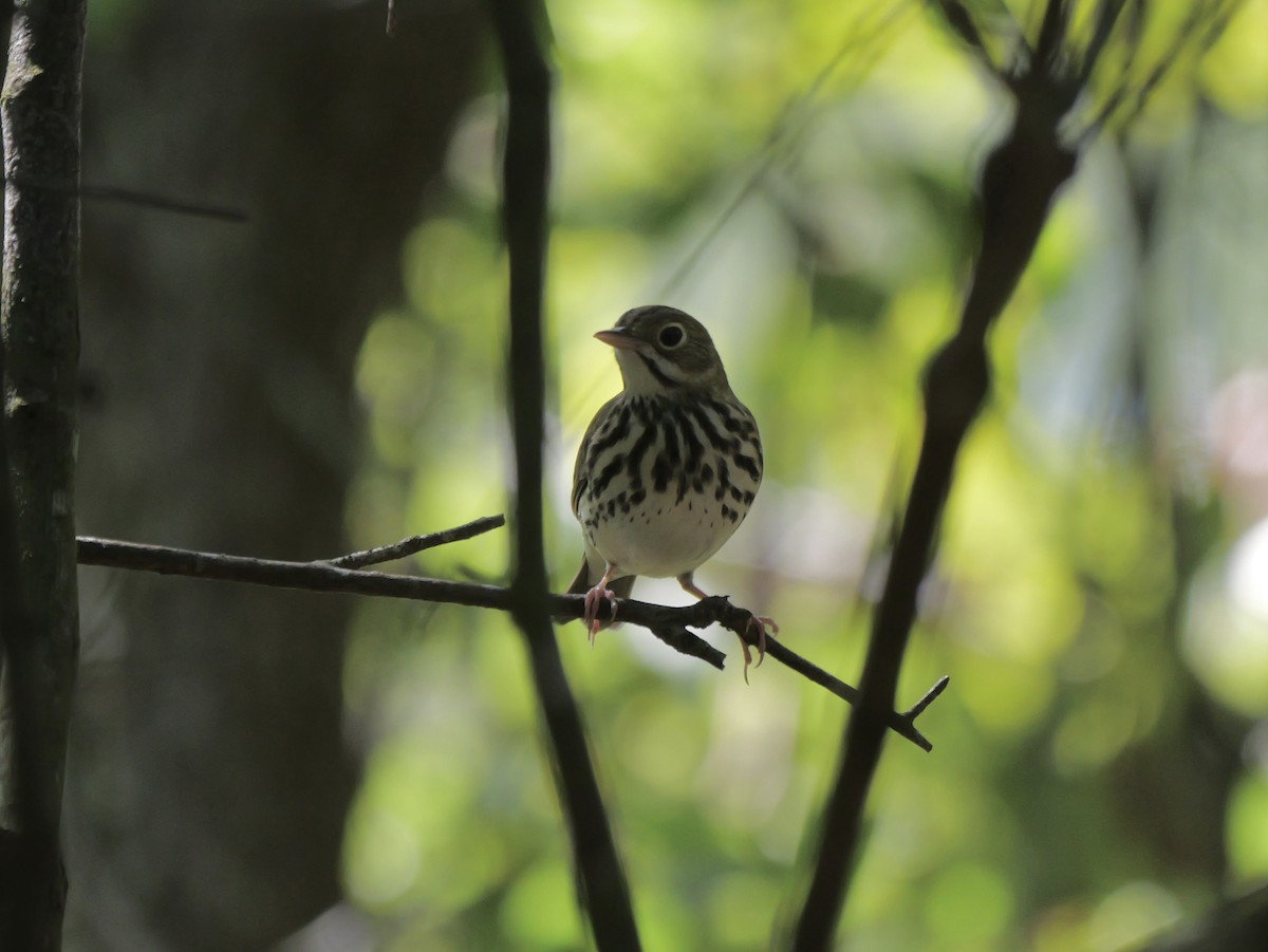 Ovenbird - ML641680869