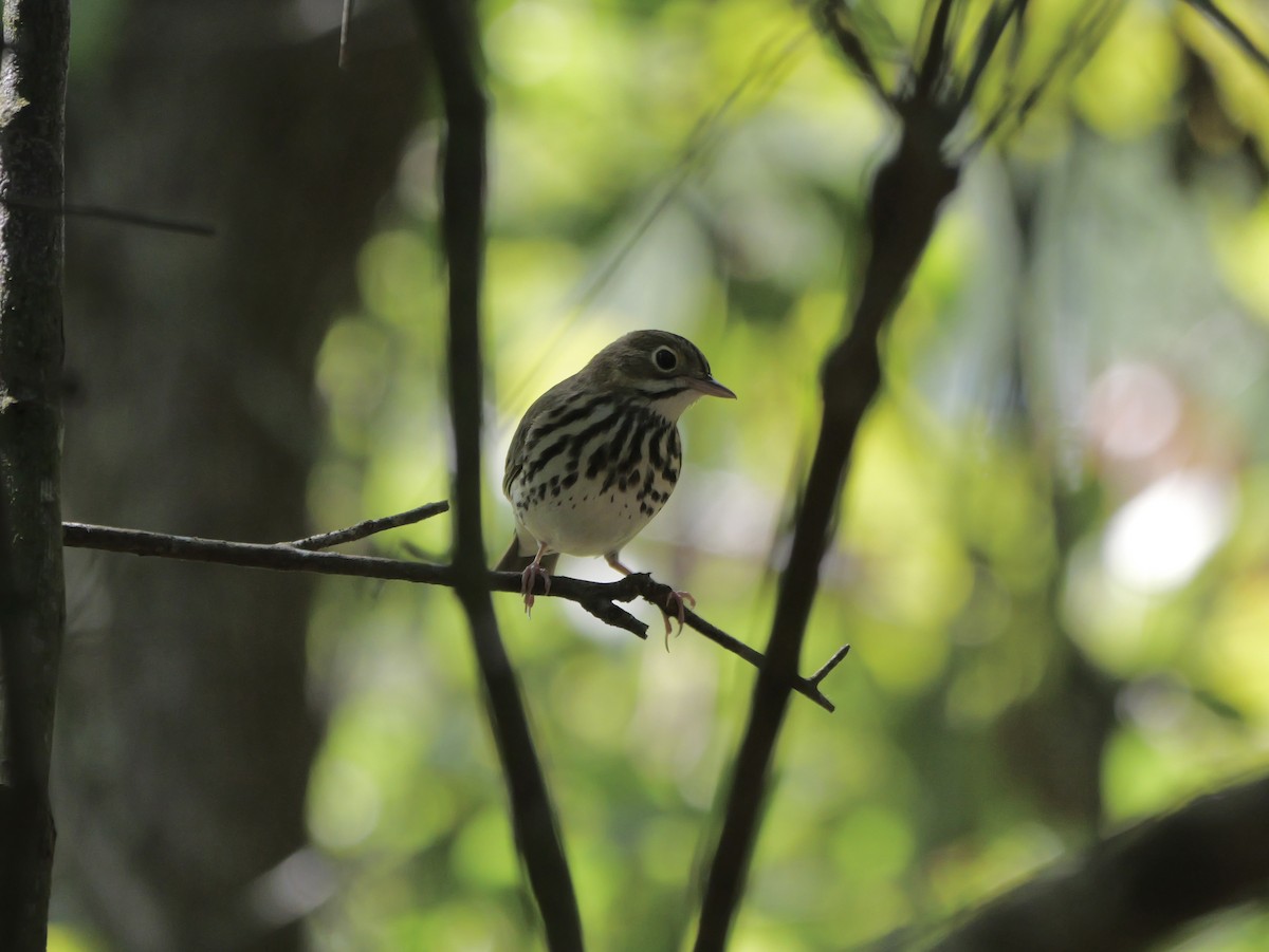 Ovenbird - ML641680870