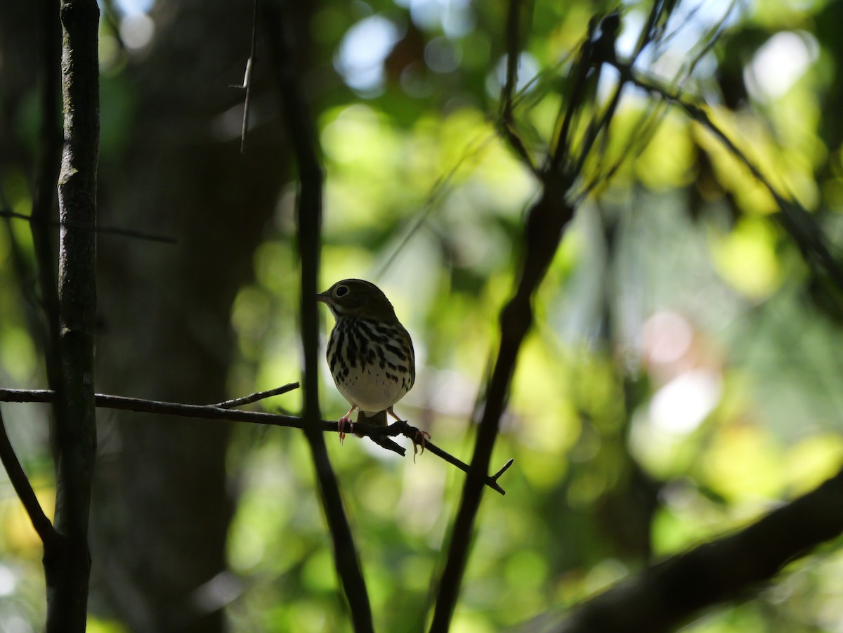 Ovenbird - ML641680871